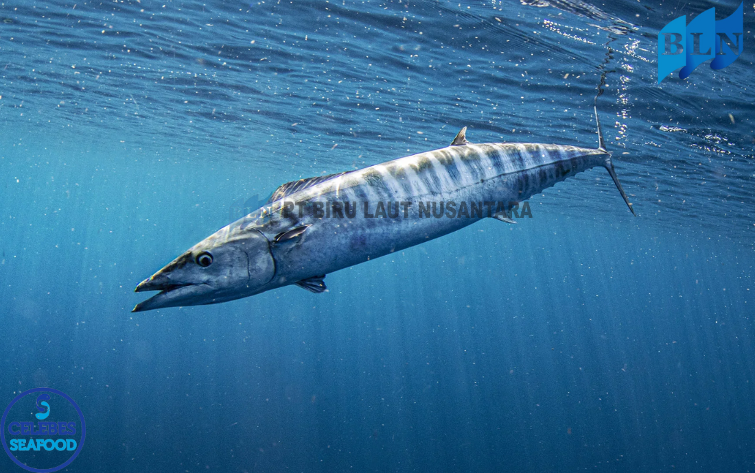 Wahoo Fillet: Ideal for High-Protein Diet Plans